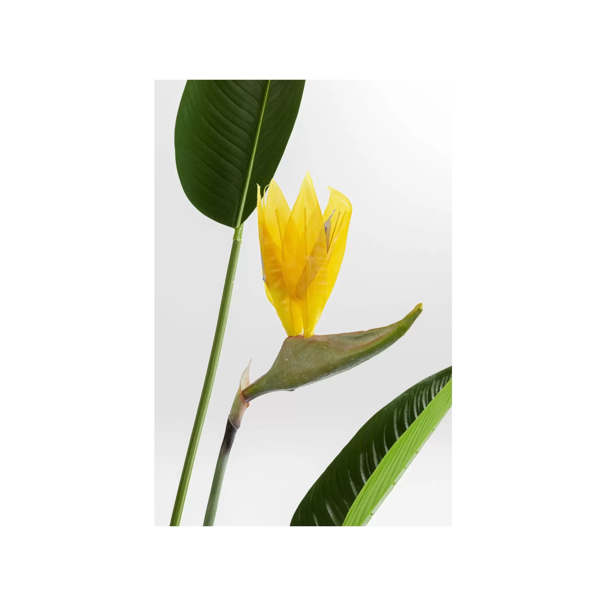 KARE Design Plante Décorative Oiseau De Paradis 190cm ^ Plante Décorative